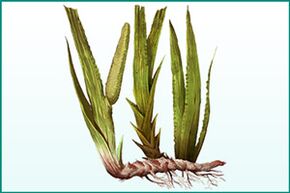 Cactus enhances overall strength and enhances potency